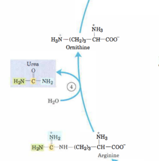 <p>Här kommer arginin att omvandlas till <strong>urea</strong> när vatten adderas. Det som blir kvar är <strong>ornitin</strong>. Katalys av <strong>arginas</strong>. </p>