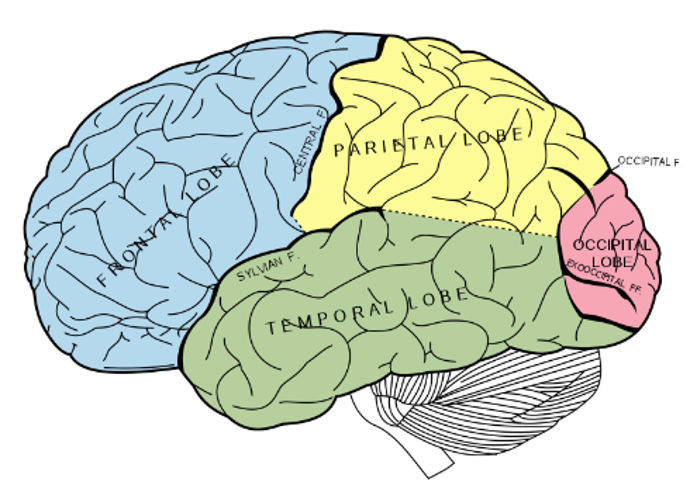 <p>infront of the occipital lobe, behind the central fissure/sulcus</p><p style="text-align: start"></p>