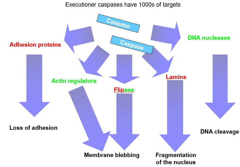 multiple targets

* ==downregulate adhesion proteins==
  * anoikis: extrusion of apoptotic cells from epithelial tissues
* %%activate DNA nucleases%%
  * caspase cleaves iCAD, which releases CAD endonuclease from inactive iCAD-CAD complex
* %%activate actin regulators%% (break down actin)
  * membrane blebbing
* ==inactivate lamins== (nuclear breakdown)
* %%activate and%% ==inactivate flipases==
  * inactivate flipases that maintain lipid content
  * activate flipases that scramble lipids
  * membrane leaflets are mixed up and look foreign