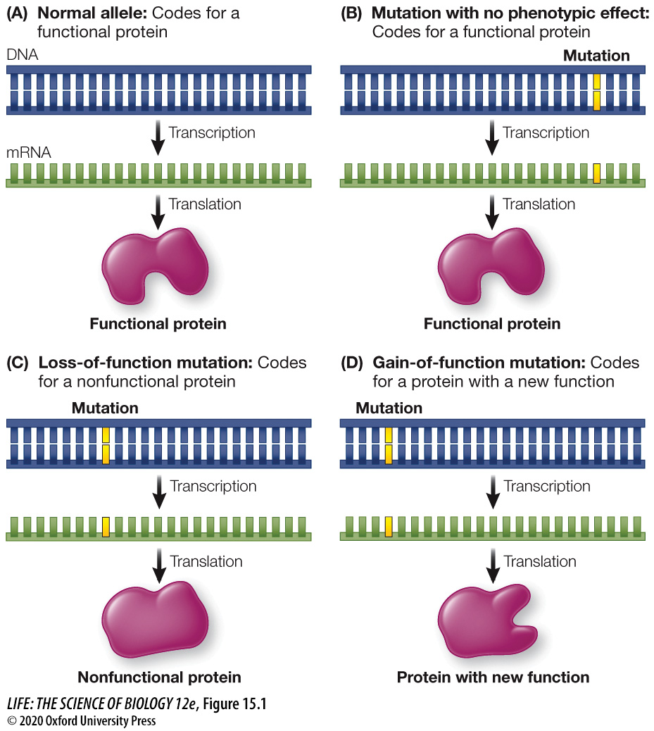 <p>A mutation that codes for a protein with an altered function. These mutations usually show dominant inheritance.</p>