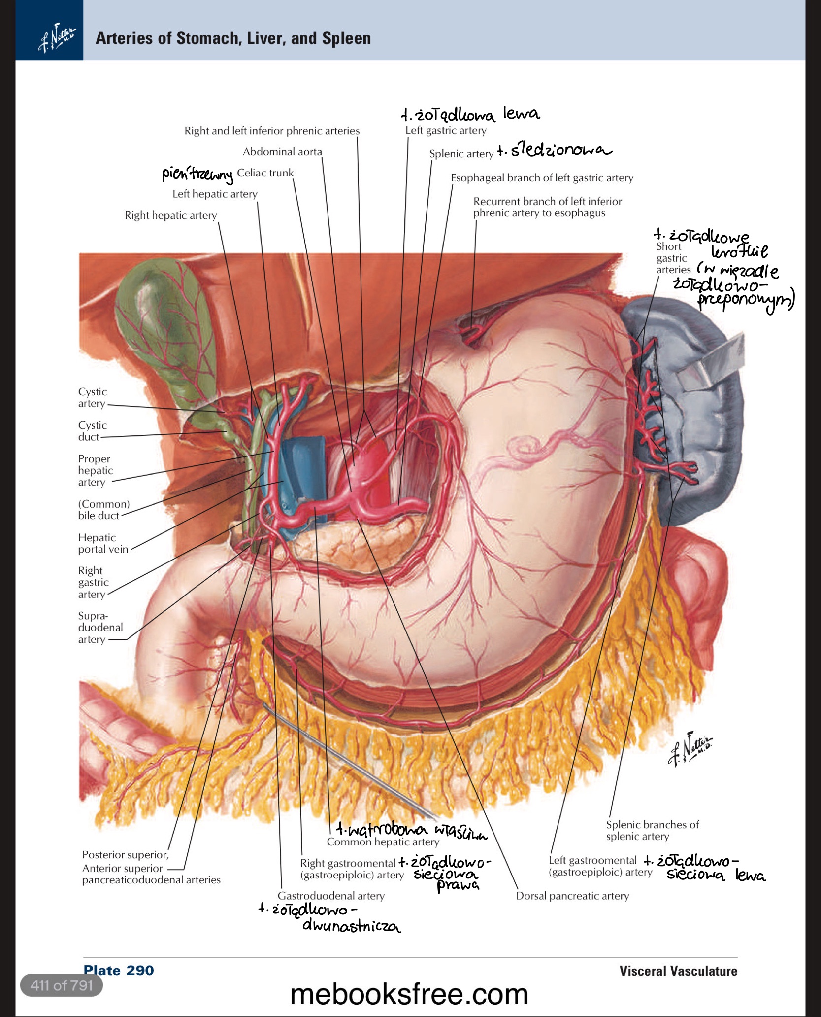 <ul><li><p>odcinek naddwunastniczy / supraduodenal part » biegnie w więzadle wątrobowo-dwunastniczym </p><ul><li><p>po prawej stronie od t. wątrobowej właściwej</p></li><li><p>wychodząc z więzadła krzyżowany od przodu przez t. żołądkowo-dwunastniczą</p></li></ul></li><li><p>odcinek zadwunastniczy / retroduodenal part » do tyłu od opuszki dwunastnicy, do przodu od żyły głównej dolnej</p></li><li><p>odcinek trzustkowy / pancreatic part » między głową&nbsp;trzustki a tylno-przyśrodkową&nbsp;pow. cz. zstępującej dwunastnicy</p><ul><li><p>powoduje fałd podłużny dwunastnicy</p></li></ul></li><li><p>odcinek śródścienny / intramural part</p><ul><li><p>bańka wątrobowo-trzuskowa / hepatopancreatic ampulla</p><ul><li><p>otoczona mięśniówką&nbsp;okrężną » m. zwieracz bańki wątrobowo-trzustkowej / sphincter of hepatopancreatic ampulla</p></li></ul></li></ul></li></ul>