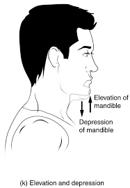 <p>elevation </p>