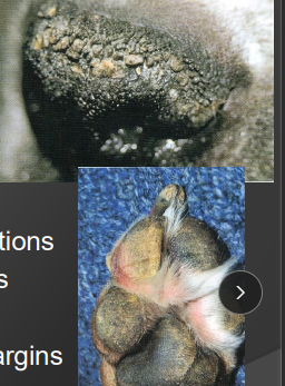 <p><span>Hyperkeratose</span></p>