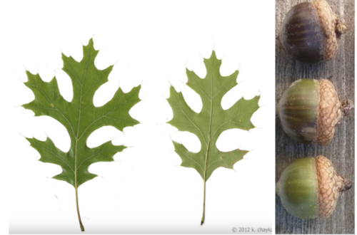 <ul><li><p>Family: Fagaceae</p></li><li><p>Pin Oak</p></li></ul><p></p>