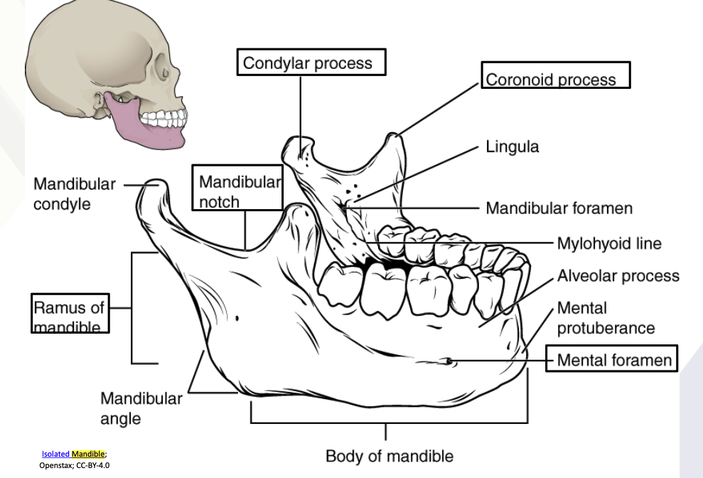 <ul><li><p><strong><u>Only movable bone of the skull</u></strong></p></li><li><p>Lower jawbone, largest &amp; strongest facial bone</p><ol><li><p><strong><u>Coronoid process</u></strong></p></li><li><p><strong><u>Condylar process</u></strong></p></li><li><p><strong><u>Mandibular notch</u></strong></p></li><li><p><strong><u>Ramus of mandible</u></strong></p></li><li><p><strong><u>Mental foramen</u></strong></p></li></ol></li></ul><p></p>