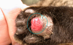 <ul><li><p><span style="color: rgb(136, 136, 136);"><strong>Et:</strong></span><strong> </strong>IM, FIV, food allergies</p></li><li><p><span style="color: rgb(136, 136, 136);"><strong>Sig: </strong></span><strong>cats</strong>; <strong><u>concurrent:</u></strong> stomatitis, renal amyloidosis, glomerulonephritis</p></li><li><p><span style="color: rgb(136, 136, 136);"><strong>Cs:</strong> </span><strong>feet w/ swollen, purplish, white striae, drain tracks</strong></p><img src="https://knowt-user-attachments.s3.amazonaws.com/02a03b56-5dec-4f21-b034-5b40cd4374d6.png" data-width="50%" data-align="center"></li><li><p><span style="color: rgb(136, 136, 136);"><strong>Dt:</strong></span><strong> biopsy</strong> (mature plasma cell infiltrate, Russell bodies), hypergammaglobulinemia</p><img src="https://knowt-user-attachments.s3.amazonaws.com/9a3c27a1-711b-46fb-91de-d89db19eae33.png" data-width="50%" data-align="center"></li><li><p><span style="color: rgb(136, 136, 136);"><strong>Tx:</strong> </span><strong>doxycycline</strong>, steroids, cyclosporine, Sx</p></li></ul><p></p>