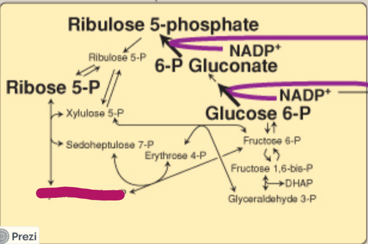 <p>Label this step of the PPP.</p>