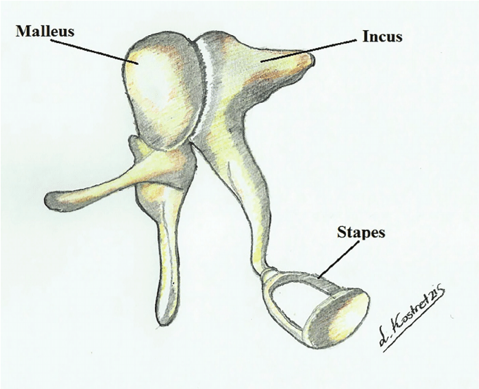 <p>Malleus → incus → stapes (in contact with inner ear)&nbsp;</p><p>fx: amplifies sound waves and transmits to the inner ear </p>