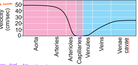 <p>highest after leaving the heart, drops as it reaches the capillary beds to zero then rises as it leaves (not as high as when it first leaves the heart)</p>