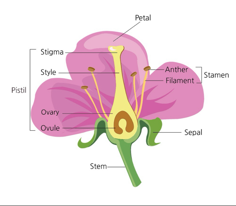 <p><span>1- Petal</span></p><p><span>2- Stamen</span></p><p><span>3- Anther</span></p><p><span>4- Filament</span></p><p><span>5– Sepal</span></p><p><span>6- Stem</span></p><p><span>7- Pistil</span></p><p><span>8- Ovule</span></p><p><span>9- Ovary</span></p><p><span>10- Style</span></p><p><span>11- Stigma</span></p>