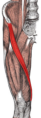 <p>Anterior leg muscle that pulls thighs upward and bends knee, origin at ilium, insert at medial tibia</p>