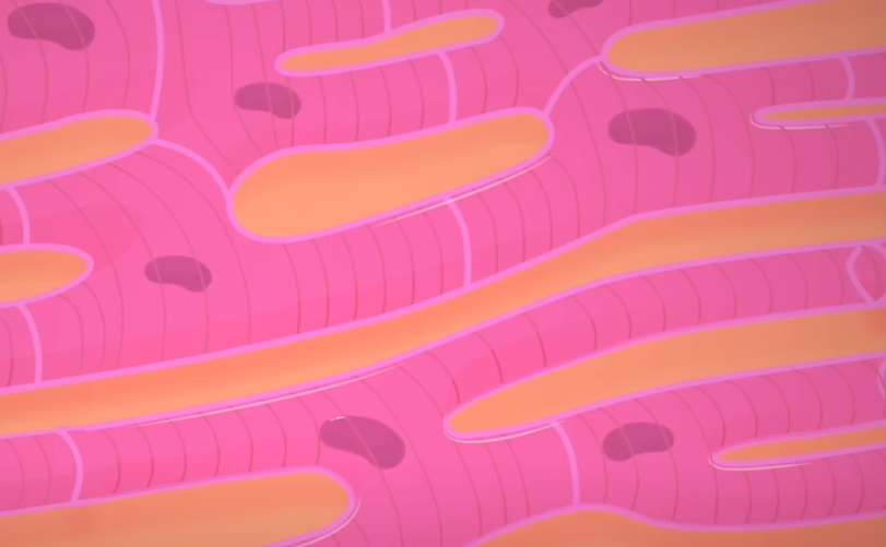 <p>Cardiac Muscle Cells</p>