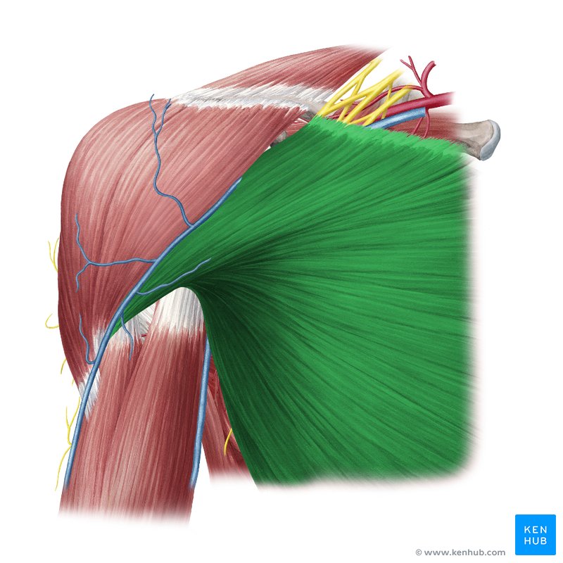 <p>crest of the greater tubercle of the humerus</p>