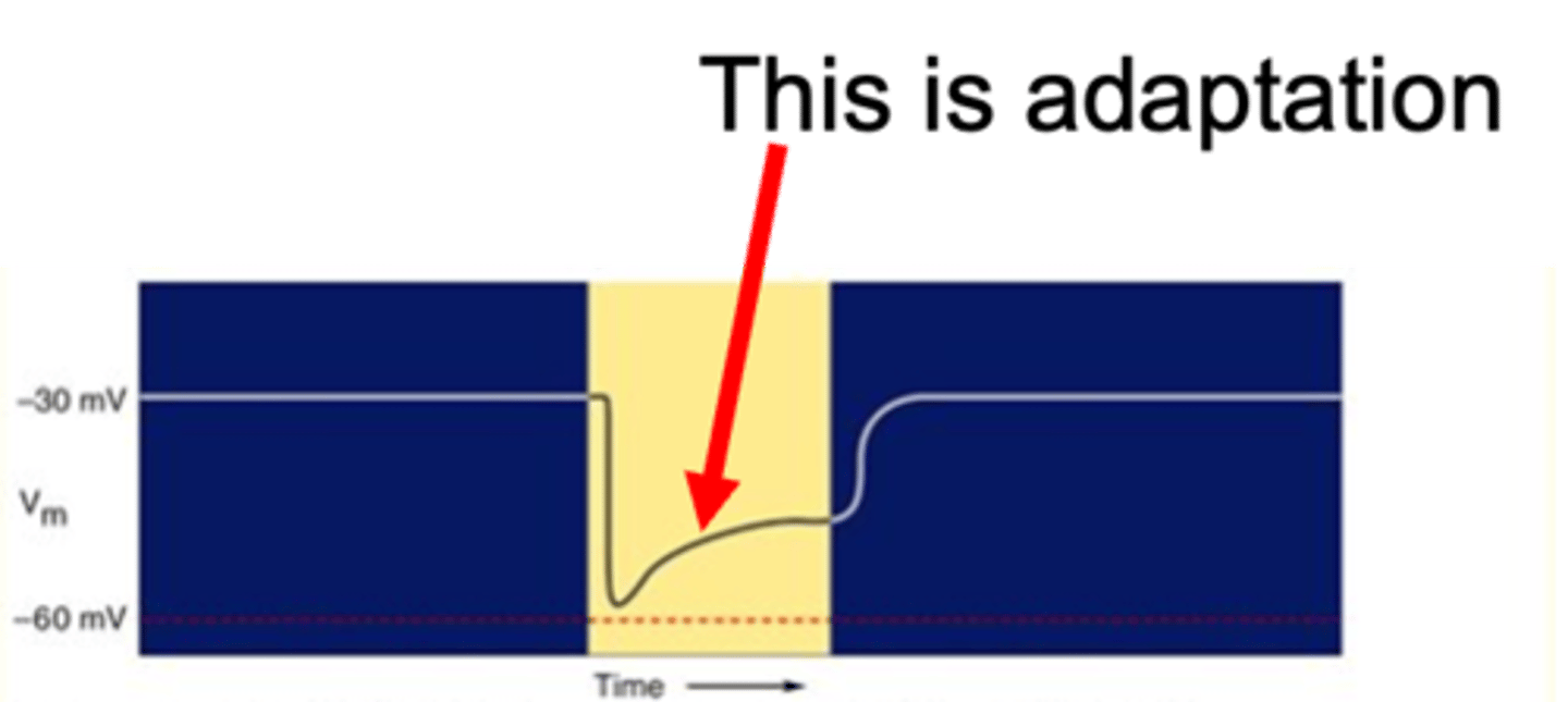 <p>Photoreceptors gradually _______________ with continued ________ ________</p>