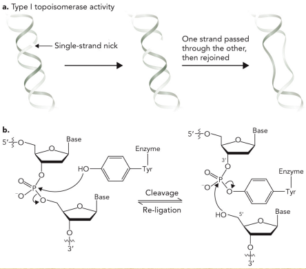 <ul><li><p>Cleave one strand of DNA</p></li><li><p>Reduce supercoiled region by one turn</p></li></ul><p></p>