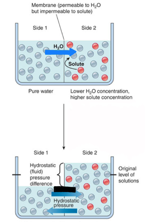 <ul><li><p>net diffusion of water down its own concentration gradient</p></li><li><p>requires membrane</p></li><li><p>energy independent → passive process</p></li><li><p>Tonicity of solution</p></li></ul>