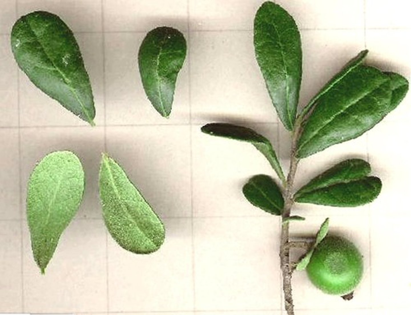 <p>Diospyros texana<br>Ebenaceae</p>