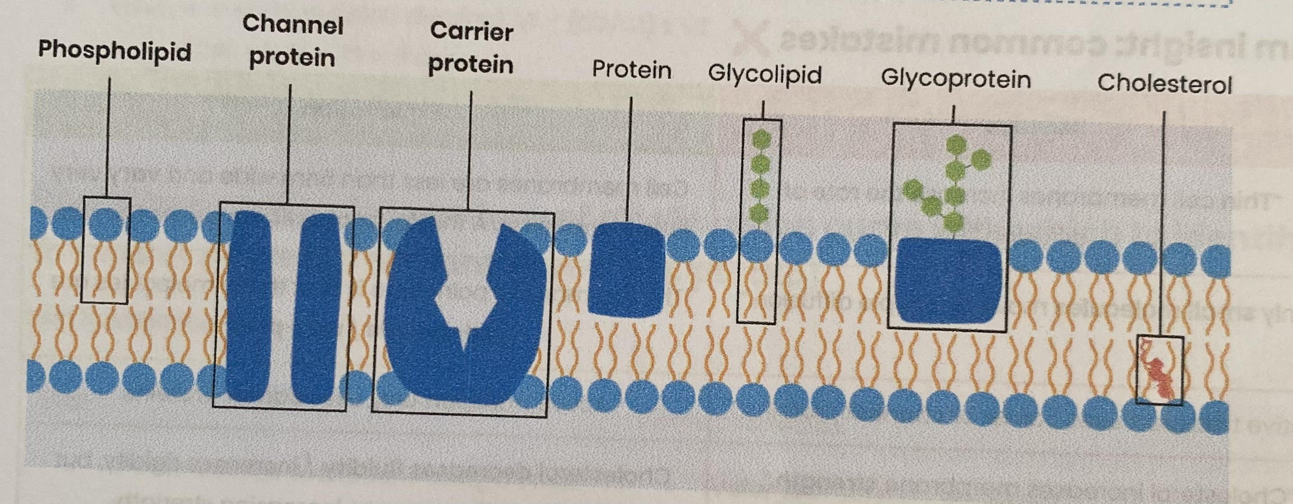 <ul><li><p>phospholipids form a bilayer</p></li><li><p>proteins</p></li><li><p>glycoproteins</p></li><li><p>glycolipids</p></li><li><p>cholesterol </p></li></ul><p></p>