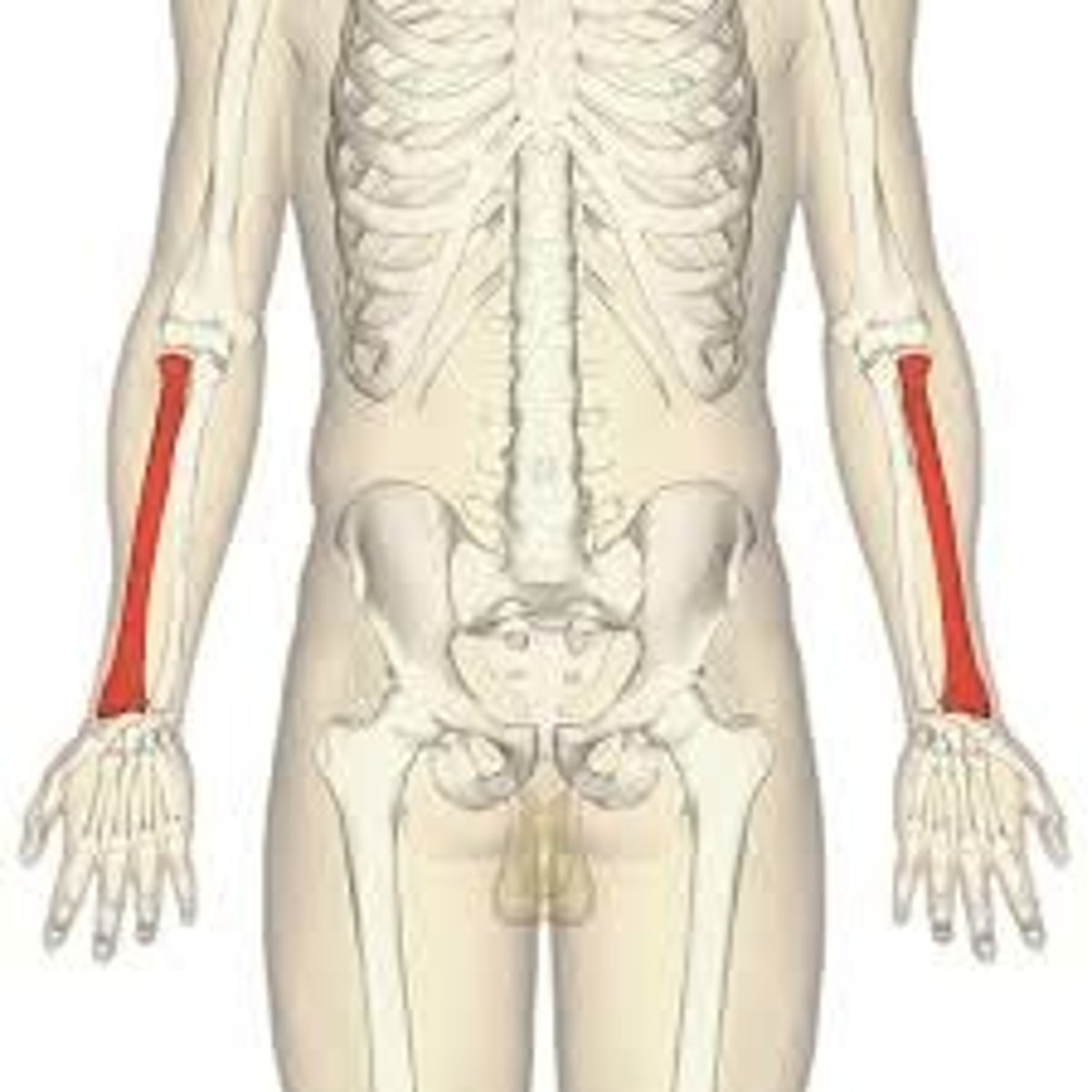 <p>Bone in forearm "on the thumb side", larger in the proximal forearm.</p>