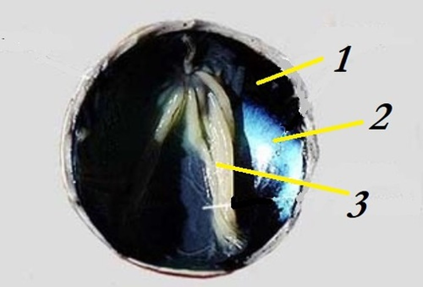 <p>name 1</p>