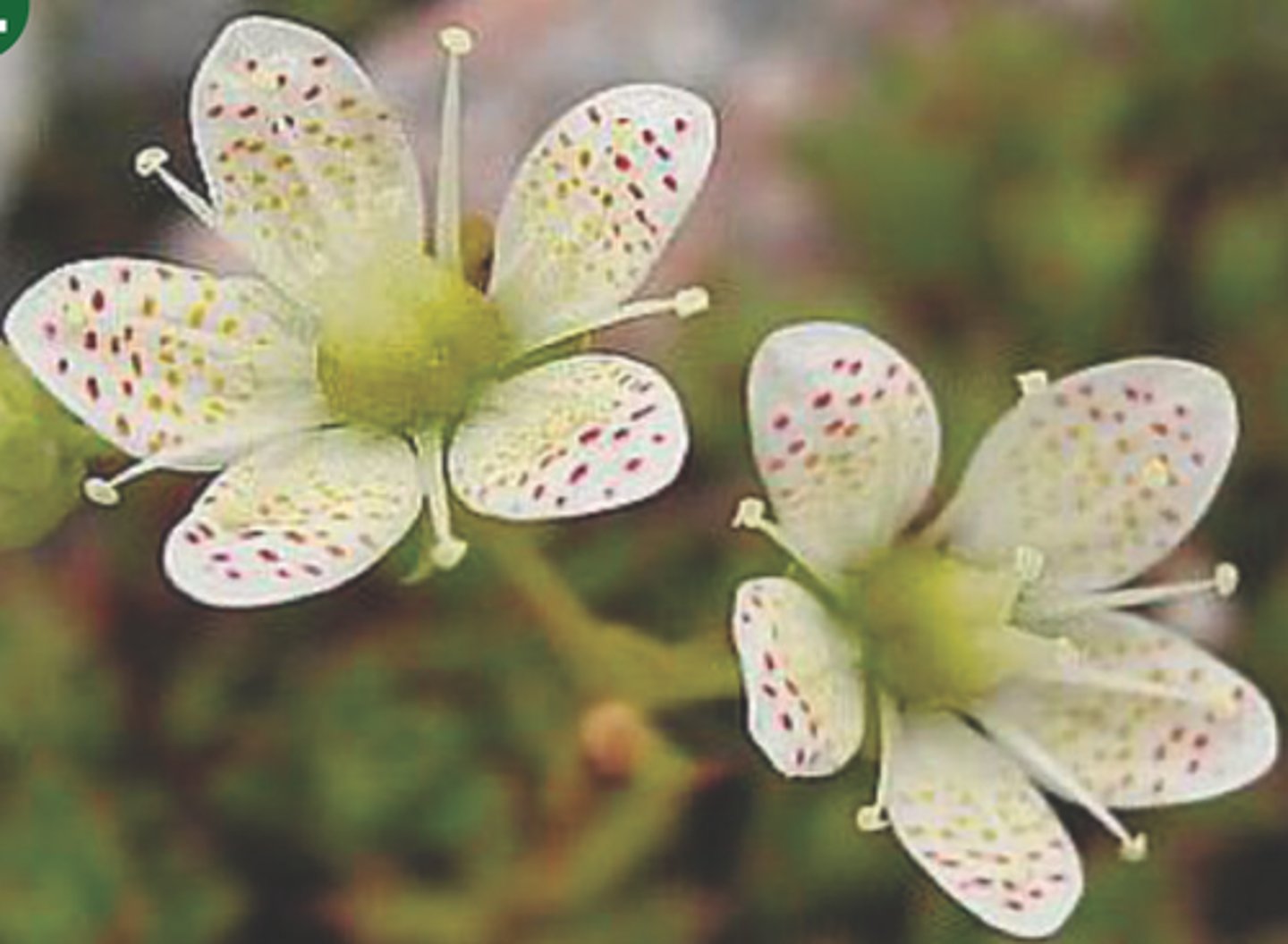 <p>White flower with spotted petals</p><p>- Grows in rocky alpine crevices.</p><p>- Its tiny red spots may guide pollinators, like a floral landing strip hidden high in the alpine.</p><p>Hardy and exposed</p><p>- Survives wind, poor soil, and direct sun.</p>