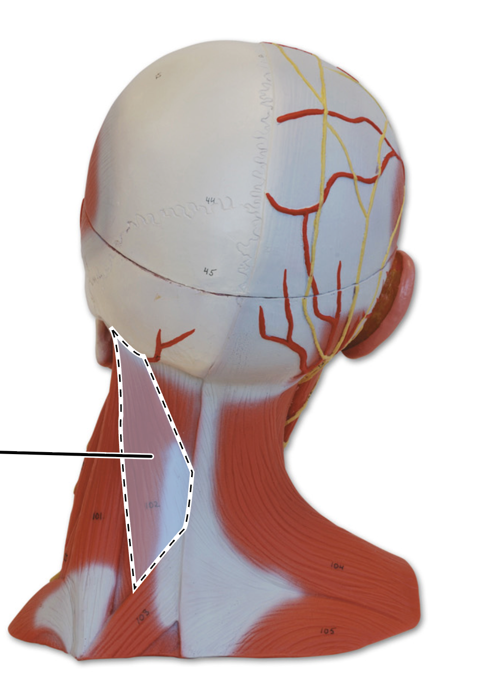 knowt flashcard image