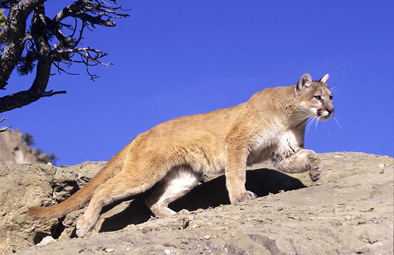 <p>Felidae - Puma concolor</p>