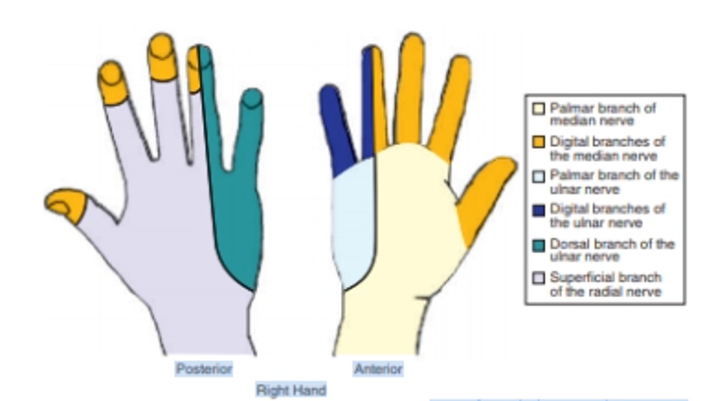 <p>dorsal branch </p><p>dorsum of the medial 1.5 digits and hand.</p>