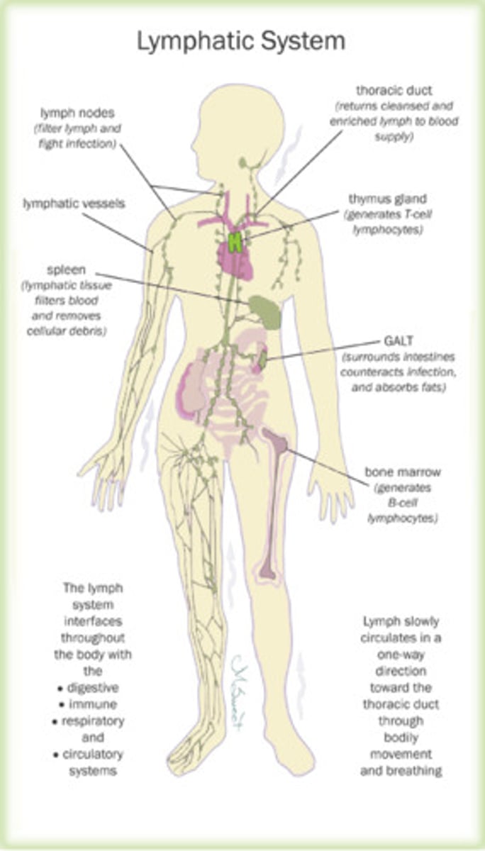 <p>D. CORRECT. The primary function of the lymphatic system is to defend the body against foreign cells and diseases, provide immunity, and maintain fluid balance.</p><p>A. The primary function of the musculoskeletal system is to provide support, posture, and heat production.</p><p>B. The primary function of the gastrointestinal system is to break down food into small molecules that can be absorbed by the cells of the body.</p><p>C. The primary functions of the integumentary system are to help regulate body temperature, aid in the synthesis of vitamin D, and provide sensory input.</p>