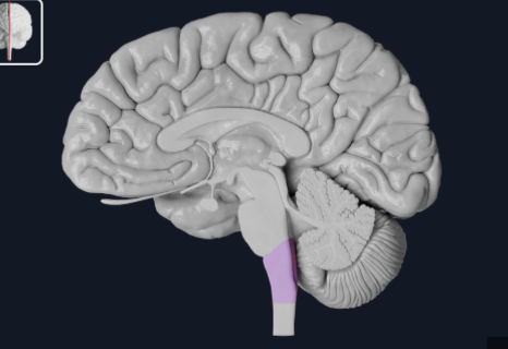 <p>What part of the brainstem maintains <strong>homeostasis</strong> and has <strong>cardiovascular center, respiratory center, sensory relay</strong>?<br>→Continuous with spinal cord at<strong> foramen magnum</strong><br>→Carries info between higher brain centers and spinal cord</p>