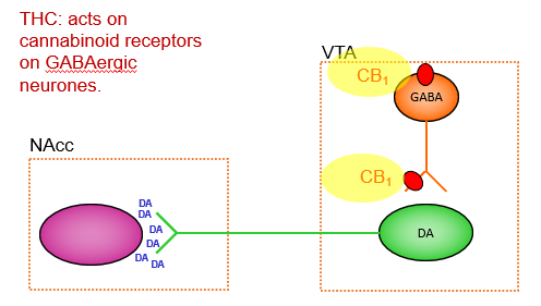 <p>THC acts on <strong>cannabinoid receptors (CB1 receptors)</strong>, which are found on <strong>GABAergic neurons</strong> in the brain.</p>