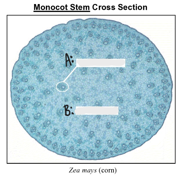 <p>Identify A &amp; B of Monocot cross section.</p>