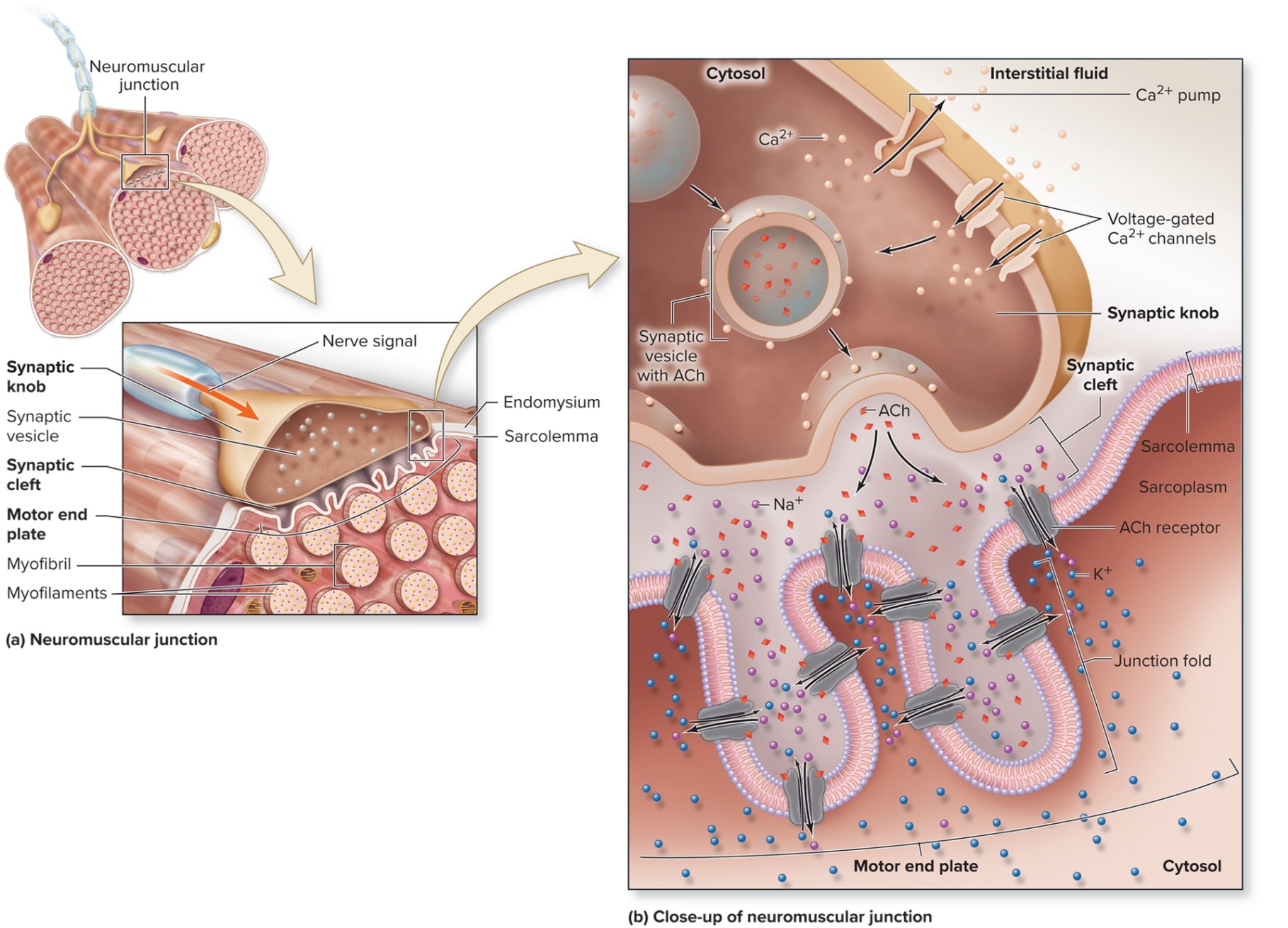 <p>Neuromuscular Junction: Synaptic Knob</p>