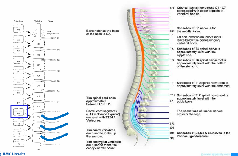<p>Hoe komt het dat spinale zenuwen niet tegen sclerotomen aanbotsen?</p>