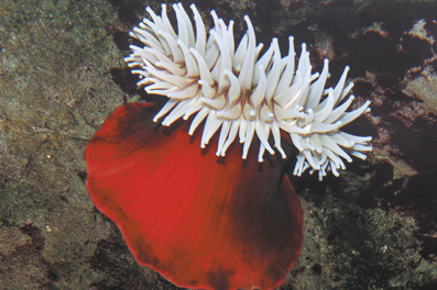 <p><span><strong>The image shows the cnidarian commonly known as sea anemone.&nbsp;It belongs to the class _____&nbsp;in the genus&nbsp;</strong></span><strong>metridium.</strong></p>