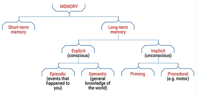 <ul><li><p>‘Memory’ refers to the process by which information is encoded, stored and retrieved</p></li></ul>