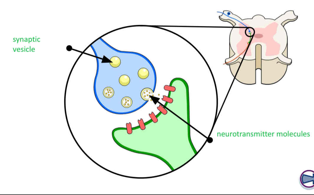 <p>When a nerve impulse arrives at the end of one neurone it triggers the release of neurotransmitter molecules from synaptic vesicles.</p>