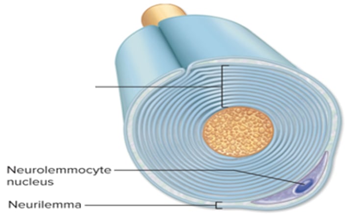 <p>External part of myelin sheath<br>-includes neurolemmocyte nucleus</p>