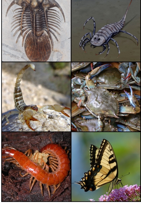 <p>Phylum Arthropoda</p>