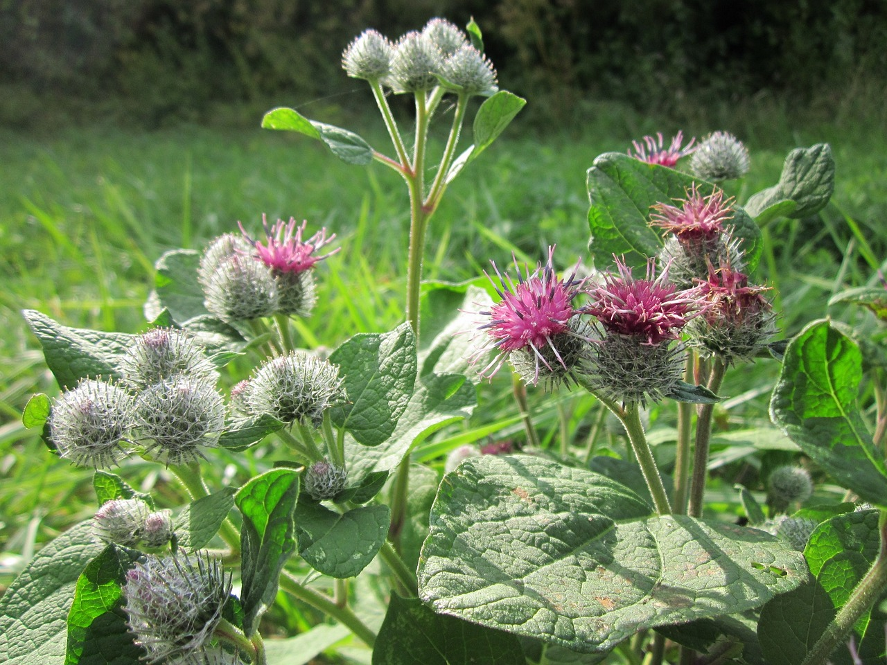 <p><em>Asteraceae -</em> hvězdnicovité</p><p><em>Arctium tomentosum -</em> lopuch plstnatý</p>