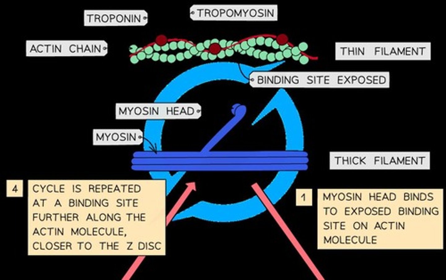 <p>The process involving the binding of myosin to actin, leading to muscle contraction.</p>
