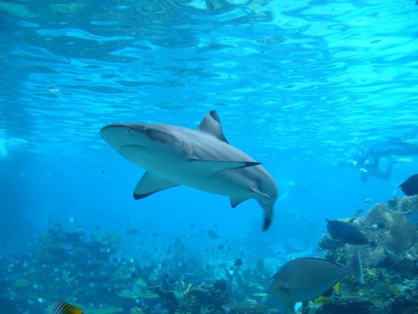 <p>the shark</p>