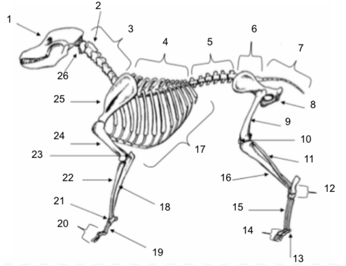 <p>Thoracic Vertebrae</p>