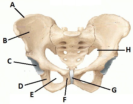 Letter "A" in the diagram is the ______.