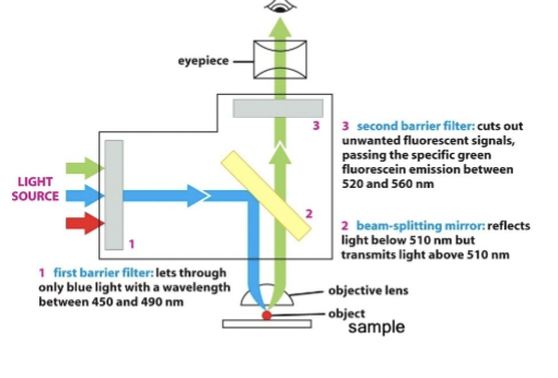 <p>place this in the optical train that reflects excitation but passes emission wavelengths (#2)</p>