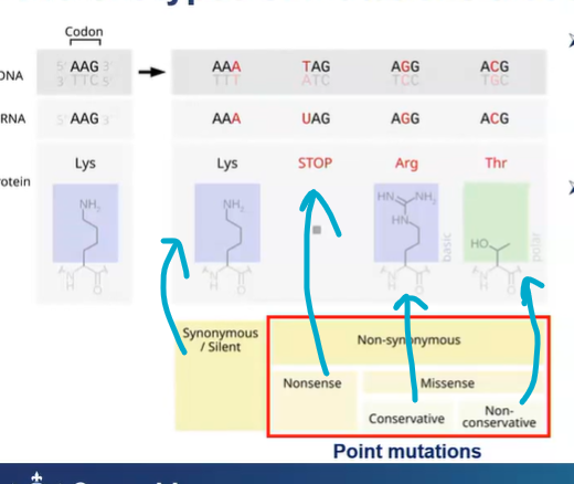 <p><strong>synonymous/silent mutations</strong> - is he substitution of one nucleotide for another in an exon of a gene coding for a protein, such that the produced amino acid sequence is not modified</p><p>or it affects the non coding DNA - silent mutations</p><p>non-synonymous - arginine and lysine have basic chemical function, they’re both basic - conservative</p><p>non-conservative - <strong>Thr</strong> is a polar amino acid - different chemical acid so its different to arg</p><p>nonsense - stop codon so ribosome stops translating and therefore a shorter polypeptide</p>