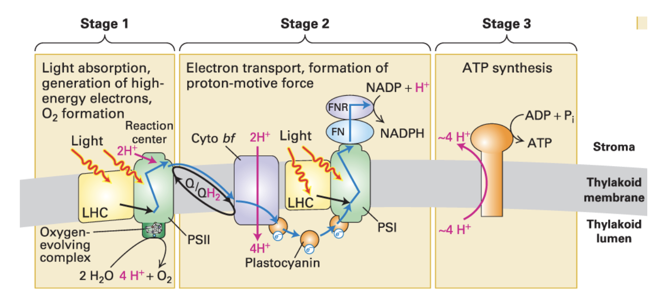 <ul><li><p>3 major complexes: PSII, Cyto <em>bf</em><strong><em>, </em></strong>PSI</p></li><li><p>5 electron carriers: H<sub>2</sub>O, plastoquinone (Q), plastocyanin (pC), ferredoxin (Fn,) NADPH'</p></li><li><p>2 key enzymes: Water-splitting complex (O<sub>2</sub>-evolving), ferredoxin-NADP<sup>+</sup> reductase (FNR)</p></li><li><p>Stage 1:</p><ul><li><p>Light absorption, generation of high-energy e<sup>-</sup>, O<sub>2</sub> formation</p></li></ul></li><li><p>Stage 2:</p><ul><li><p>During e<sup>-</sup> transport, H<sup>+</sup> are pumped into thylakoid membrane → <strong>proton-motive force </strong>formed</p></li></ul></li><li><p>Stage 3:</p><ul><li><p>ATP synthesis</p></li></ul></li></ul><p></p>