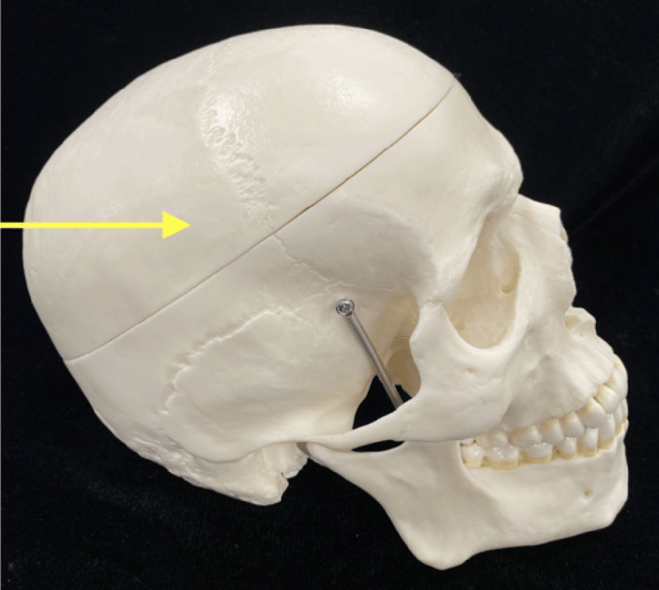 <p>name the bone</p>