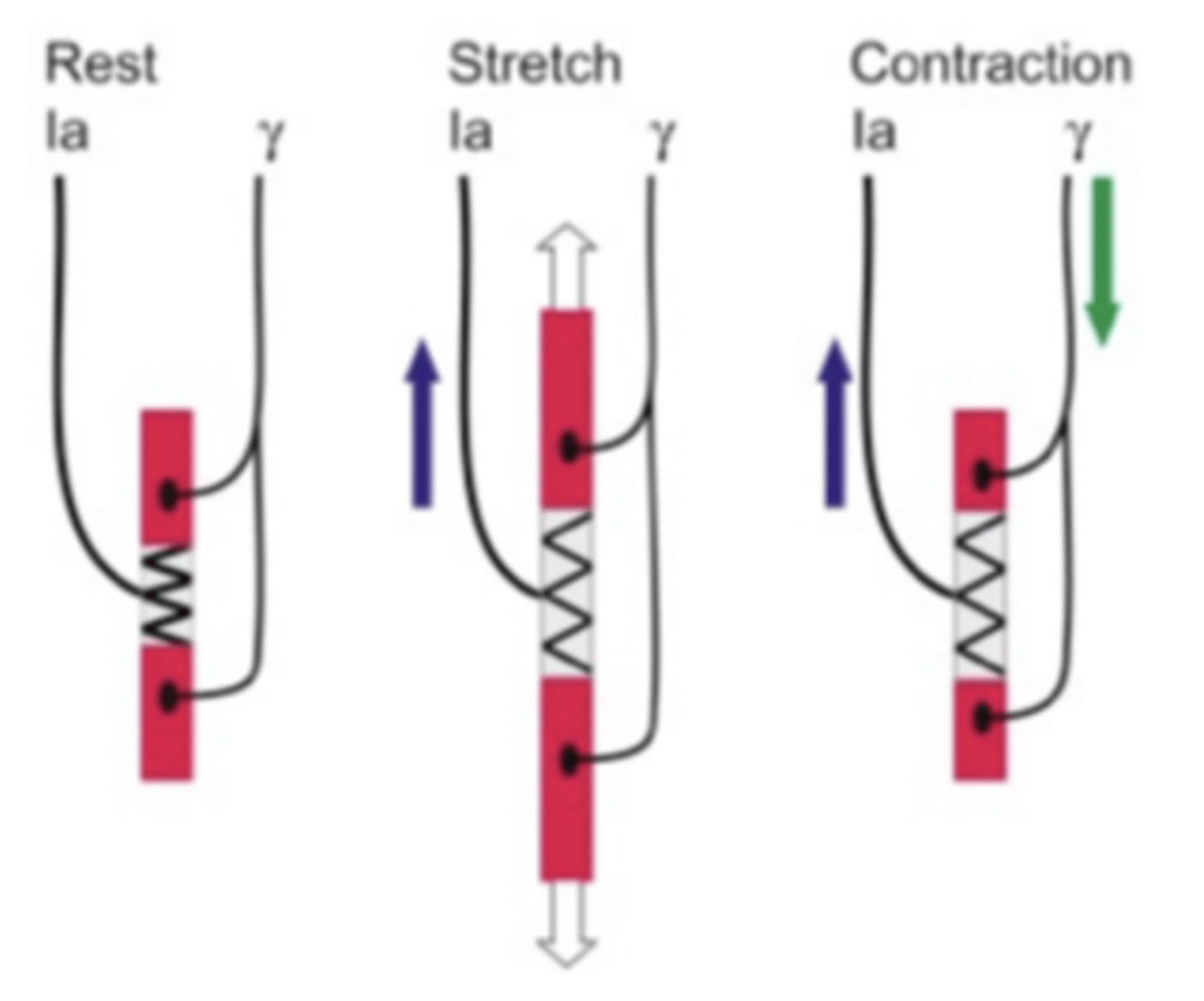 <p>Rest → little discharge.</p><p>Stretch → Ia firing increases.</p><p>Contraction → gamma activation maintains tension (prevents silence).</p>