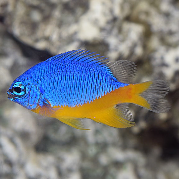 <p>Pomacentridae</p>